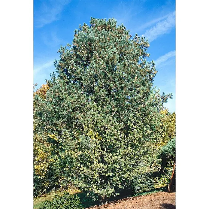 Pflanzen für dich Schwarzkiefer 60-70 cm - Pinus peuce, Aktuelle Wuchshöhe: 60 cm - 70 cm - Große, dichte immergrüne Kiefer mit blaugrünen Nadeln vor blauem Himmel in natürlicher Landschaft.