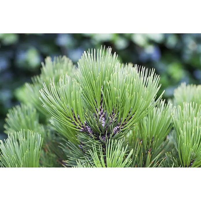 Pflanzen für dich Schwarzkiefer 20-25 cm - Pinus heldreichii 'Compact Gem', Aktuelle Wuchshöhe: 20 cm - 25 cm - Nahaufnahme von leuchtend grünen Kiefernnadeln mit dunklen Basen.