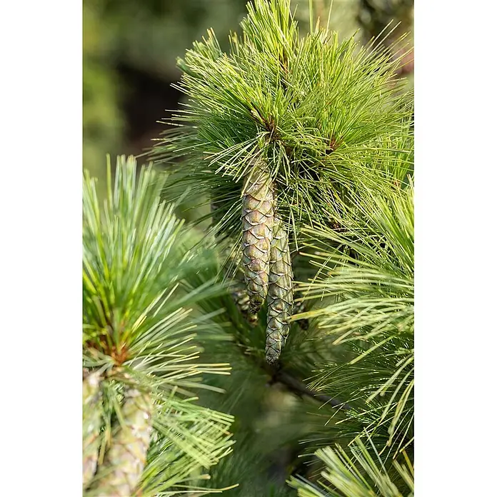 Pflanzen für dich Schwarzkiefer 60-70 cm - Pinus peuce, Aktuelle Wuchshöhe: 60 cm - 70 cm - Zwei längliche, grünbraune Tannenzapfen hängen an einem Ast mit langen grünen Nadeln.