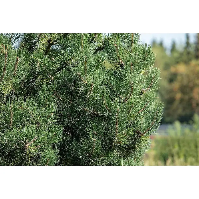 Pflanzen für dich Pinie 70-80 cm - Pinus sylvestris 'Fastigiata', Aktuelle Wuchshöhe: 70 cm - 80 cm - Sattes Grün von Kiefernzweigen mit Nadeln und kleinen Zapfen.