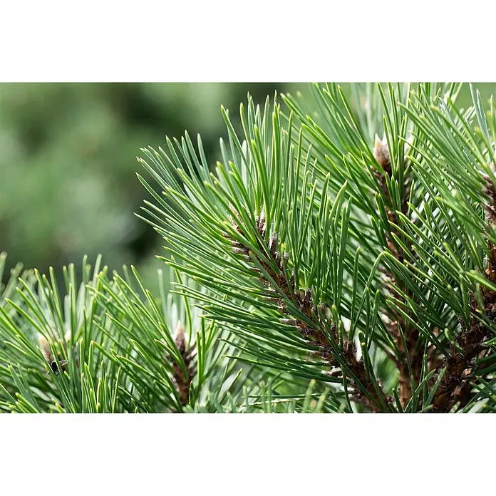 Pflanzen für dich Schwarzkiefer 25-30 cm - Pinus nigra 'Nana', Aktuelle Wuchshöhe: 25 cm - 30 cm - Nahaufnahme von leuchtend grünen Kiefernnadeln und Ästen, die ihr frisches Aussehen zeigen.