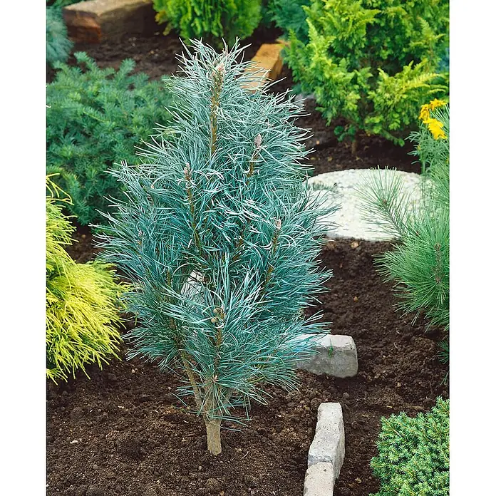 Pflanzen für dich Pinie 70-80 cm - Pinus sylvestris 'Fastigiata', Aktuelle Wuchshöhe: 70 cm - 80 cm - Kompakte blaugrüne Kiefer mit silbrigen Nadeln, in einem Gartenbeet zwischen anderen Nadelbäumen gepflanzt.