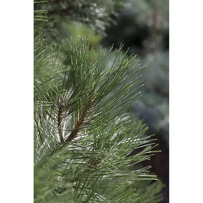 Pflanzen für dich Schwarzkiefer 25-30 cm - Pinus nigra 'Nana', Aktuelle Wuchshöhe: 25 cm - 30 cm - Nahaufnahme von leuchtend grünen Kiefernnadeln an einem Ast.