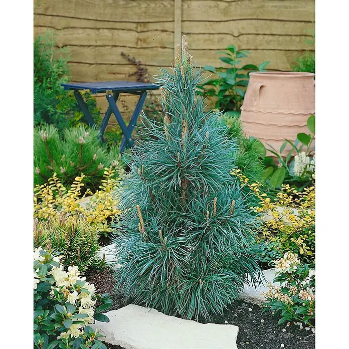 Pflanzen für dich Pinie 70-80 cm - Pinus sylvestris 'Fastigiata', Aktuelle Wuchshöhe: 70 cm - 80 cm - Ein kleiner, blau-grüner Nadelbaum, möglicherweise eine Zwergkiefer, in einem Gartenbeet mit Steineinfassung und anderen Pflanzen.