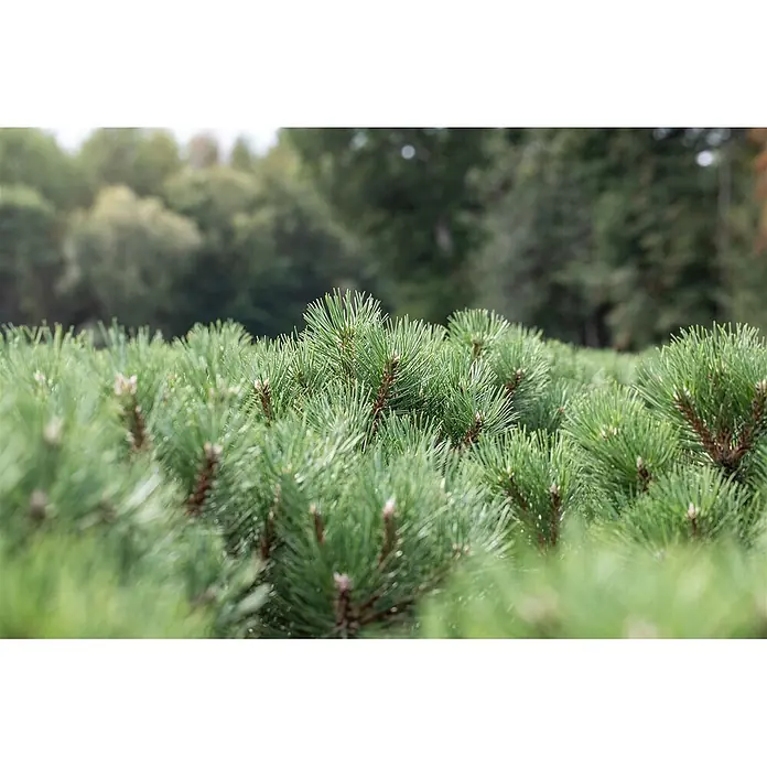 Pflanzen für dich Schwarzkiefer 25-30 cm - Pinus nigra 'Nana', Aktuelle Wuchshöhe: 25 cm - 30 cm - Nahaufnahme von leuchtend grünen Kiefernsträuchern mit spitzen Nadeln und kleinen Knospen.