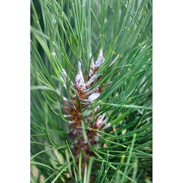 Pflanzen für dich Pinie 70-80 cm - Pinus sylvestris 'Fastigiata', Aktuelle Wuchshöhe: 70 cm - 80 cm - Grüne Kiefernnadeln mit weißen, flaumigen Ablagerungen an den zentralen jungen Trieben und Knospen.