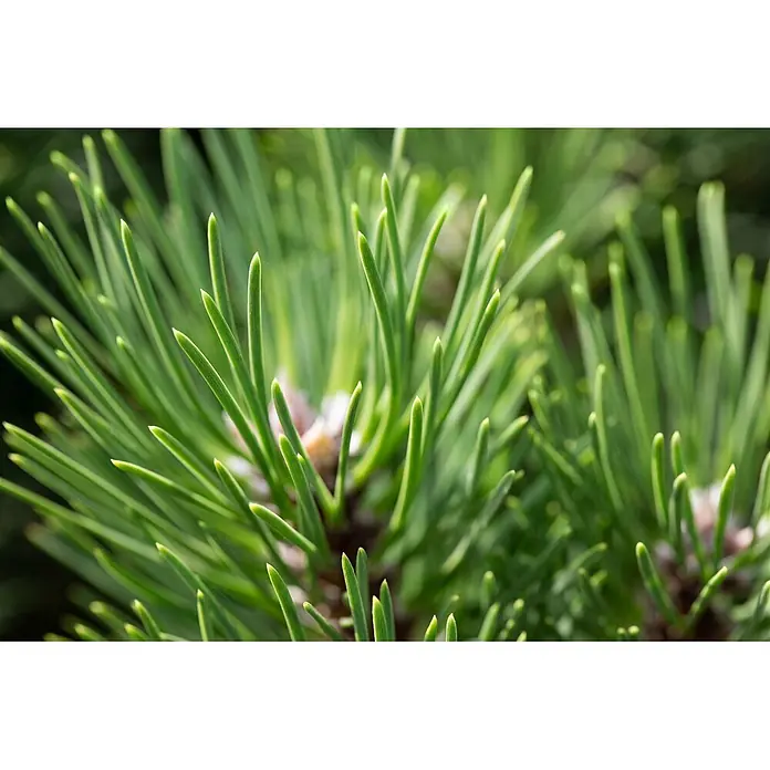 Pflanzen für dich Schwarzkiefer 25-30 cm - Pinus nigra 'Nana', Aktuelle Wuchshöhe: 25 cm - 30 cm - Nahaufnahme von leuchtend grünen Kiefernnadeln an einem Ast, mit scharfen Spitzen und natürlicher Textur.