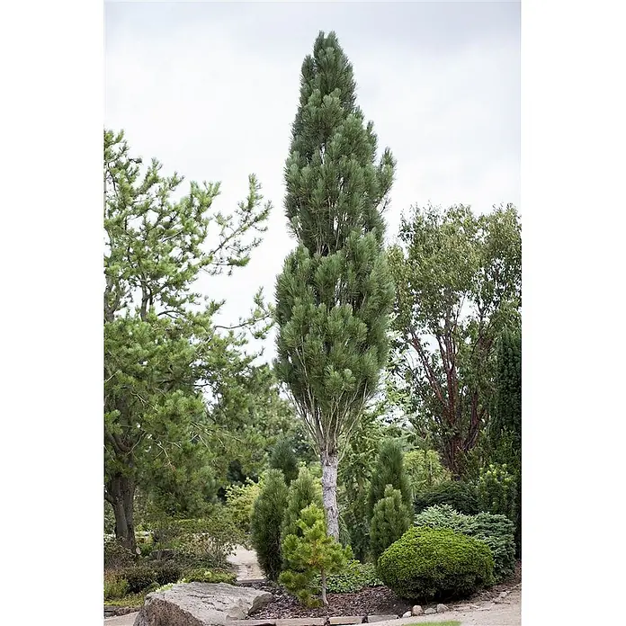 Pflanzen für dich Schwarzkiefer 60-70 cm - Pinus nigra 'Obelisk', Aktuelle Wuchshöhe: 60 cm - 70 cm - Ein hoher, schlanker Nadelbaum mit grünen Nadeln steht prominent in einem üppigen Garten, umgeben von anderen Bäumen und Sträuchern.