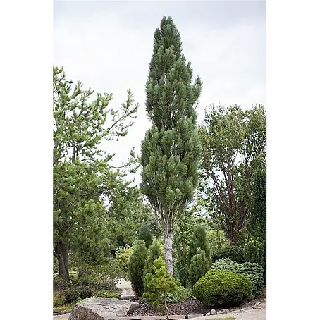 Pflanzen für dich  Schwarzkiefer 60-70 cm