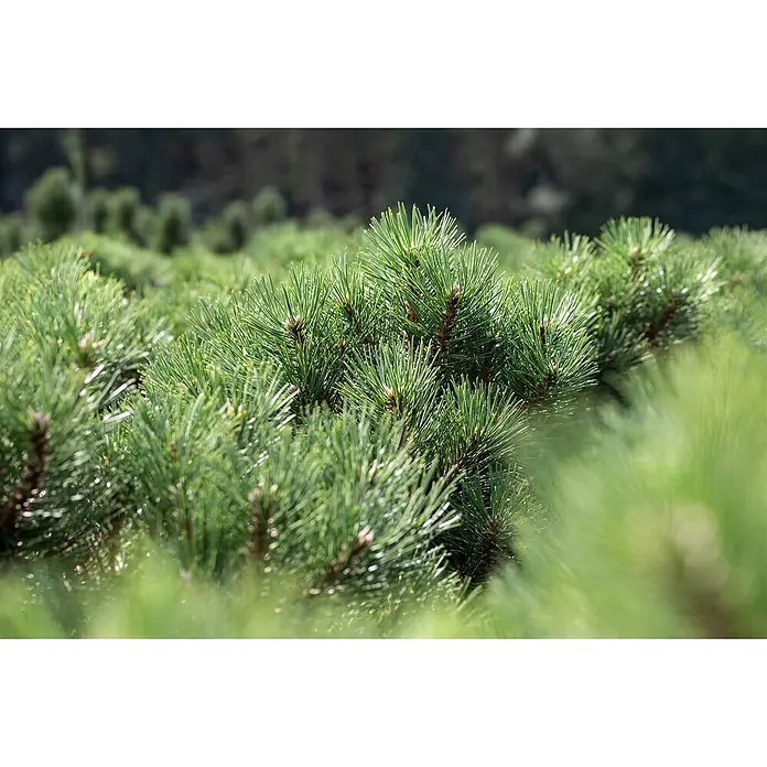 Pflanzen für dich Schwarzkiefer 25-30 cm - Pinus nigra 'Nana', Aktuelle Wuchshöhe: 25 cm - 30 cm - Nahaufnahme von leuchtend grünen Kiefernnadeln, die ihre scharfe, frische Textur und dichtes Wachstum zeigen.