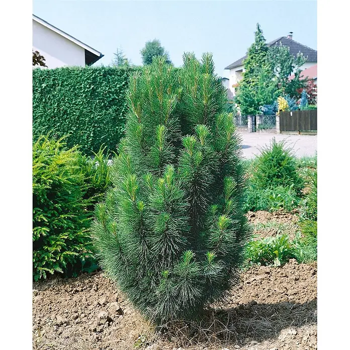 Pflanzen für dich Schwarzkiefer 60-70 cm - Pinus nigra 'Obelisk', Aktuelle Wuchshöhe: 60 cm - 70 cm - Junge, grüne Nadelpflanze mit dichten Nadeln, frisch in einem Garten gepflanzt.