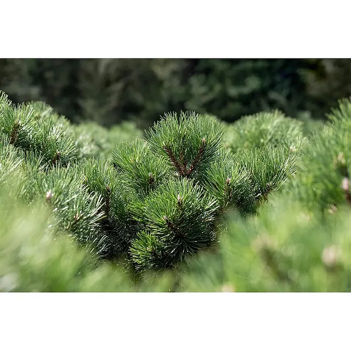Pflanzen für dich Schwarzkiefer 25-30 cm - Pinus nigra 'Nana', Aktuelle Wuchshöhe: 25 cm - 30 cm - Nahaufnahme von lebendigen grünen Kiefernnadeln und Ästen, die ihre Textur zeigen.
