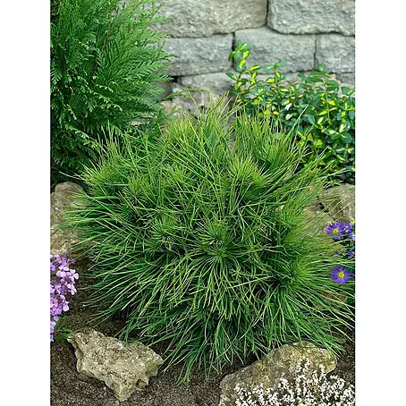 Pflanzen für dich  Schwarzkiefer 30-40 cm