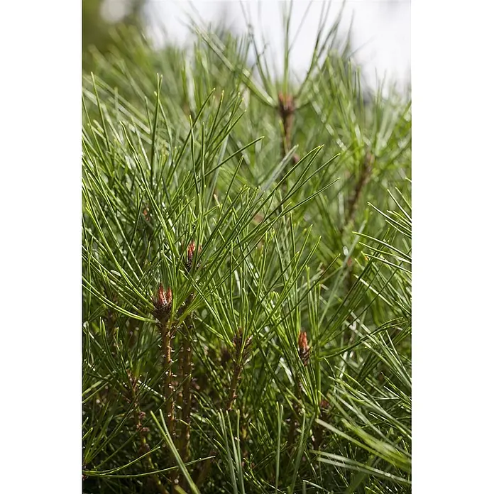 Pflanzen für dich Pinie 25-30 cm - Pinus densiflora 'Jane Kluis', Aktuelle Wuchshöhe: 25 cm - 30 cm - Nahaufnahme von leuchtend grünen Kiefernnadeln mit rotbraunen Knospen an Ästen.