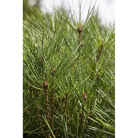 Pflanzen für dich  Pinie 25-30 cm
