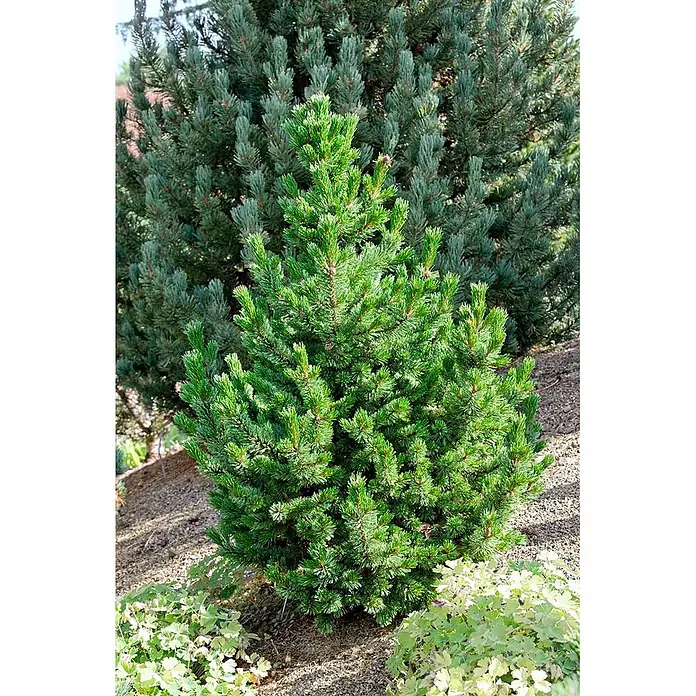 Pflanzen für dich Schwarzkiefer 50-60 cm - Pinus aristata, Aktuelle Wuchshöhe: 50 cm - 60 cm - Leuchtend grüne Zwergkonifere mit dichten Nadeln in einer Gartenlandschaft.