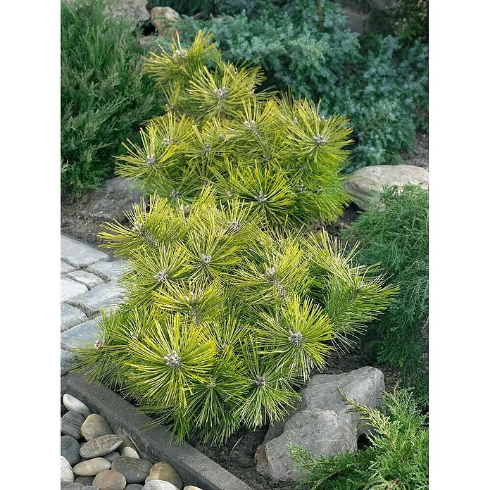 Pflanzen für dich Pinie 25-30 cm - Pinus densiflora 'Jane Kluis', Aktuelle Wuchshöhe: 25 cm - 30 cm - Zwergkiefer mit gelb-grünen Nadeln in einem Gartenbeet zwischen Steinen und anderen Koniferen.