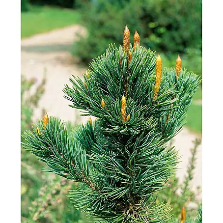 Pflanzen für dich  Schwarzkiefer 50-60 cm