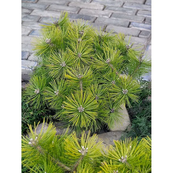 Pflanzen für dich Pinie 25-30 cm - Pinus densiflora 'Jane Kluis', Aktuelle Wuchshöhe: 25 cm - 30 cm - Leuchtend grüner Zwergkiefernstrauch mit stacheligen Nadeln und Knospen, wachsend in einem Gartenbeet mit Steinen und Pflastersteinen im Hintergrund.