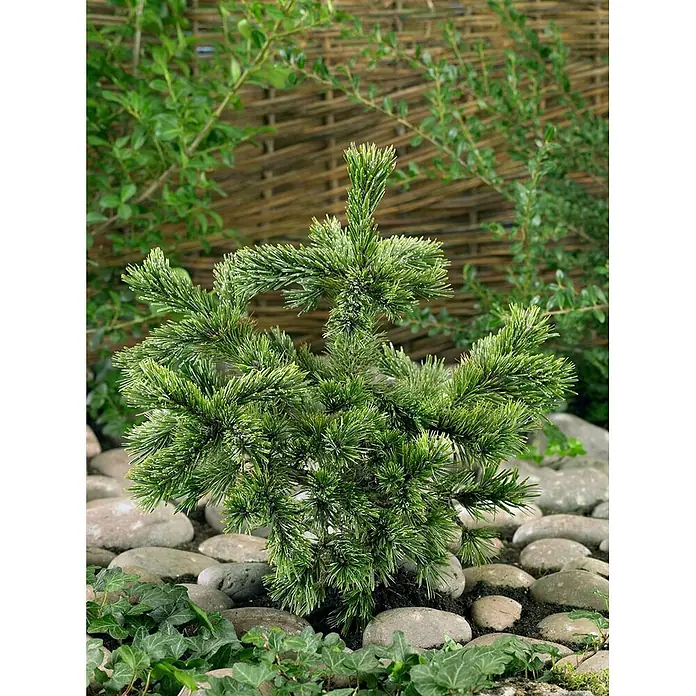 Pflanzen für dich Schwarzkiefer 50-60 cm - Pinus aristata, Aktuelle Wuchshöhe: 50 cm - 60 cm - Kleine grüne Konifere mit stacheligen Nadeln, wächst zwischen glatten Steinen und Bodendeckern, mit einem geflochtenen Zaun im Hintergrund.