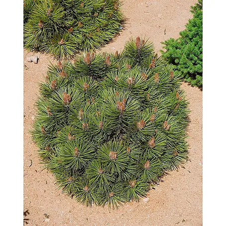 Pflanzen für dich  Schwarzkiefer 25-30 cm