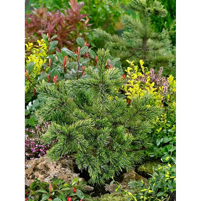 Pflanzen für dich Schwarzkiefer 50-60 cm - Pinus aristata, Aktuelle Wuchshöhe: 50 cm - 60 cm - Kompakte grüne Zwergkonifere mit kurzen Nadeln, in einer üppigen Gartenlandschaft zwischen Steinen und anderen Sträuchern gepflanzt.