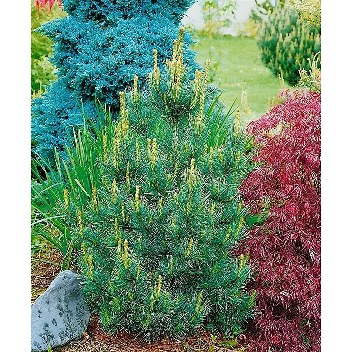 Pflanzen für dich Pinie 25-30 cm - Pinus cembra 'Westerstede', Aktuelle Wuchshöhe: 25 cm - 30 cm - Kompakter grüner Kiefernstrauch mit leuchtend gelbem Neuaustrieb im Garten.