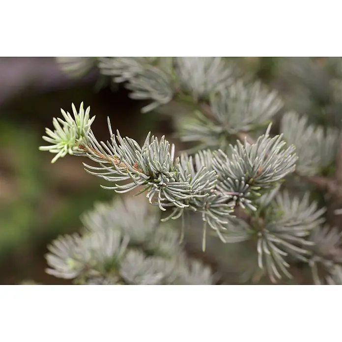 Pflanzen für dich Schwarzkiefer 60-80 cm - Cedrus atlantica 'Glauca', Aktuelle Wuchshöhe: 60 cm - 80 cm - Ast eines Nadelbaums mit blaugrünen Nadeln und frischem, hellgrünem Neuaustrieb an der Spitze.