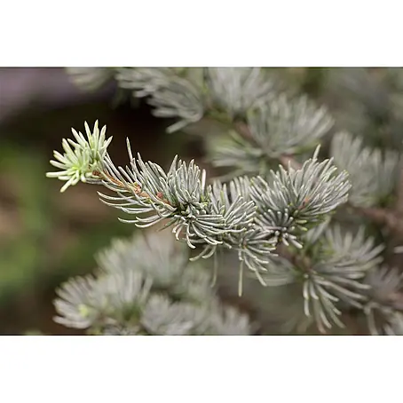 Pflanzen für dich  Pinie 100-125 cm