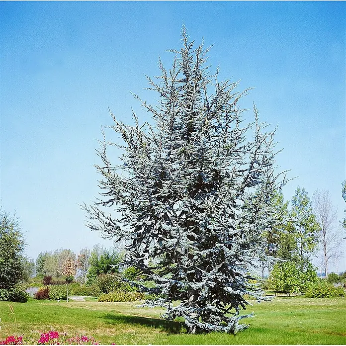 Pflanzen für dich Schwarzkiefer 60-80 cm - Cedrus atlantica 'Glauca', Aktuelle Wuchshöhe: 60 cm - 80 cm - Ein großer Blaufichtenbaum steht hoch in einem sonnigen Park, seine silberblauen Nadeln kontrastieren mit dem klaren Himmel.
