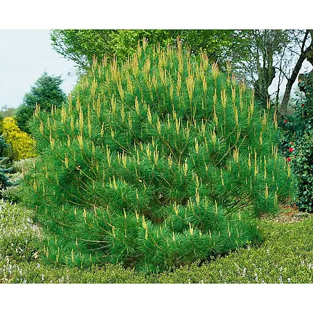 Pflanzen für dich  Pinie 125-150 cm