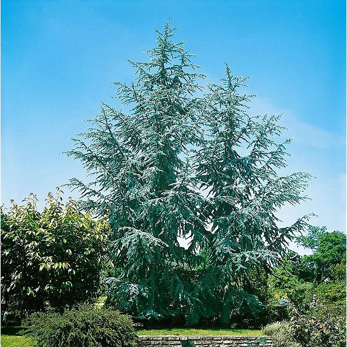 Pflanzen für dich Schwarzkiefer 60-80 cm - Cedrus atlantica 'Glauca', Aktuelle Wuchshöhe: 60 cm - 80 cm - Ein hoher Blauzederbaum mit blaugrauen Nadeln in einer Gartenumgebung.