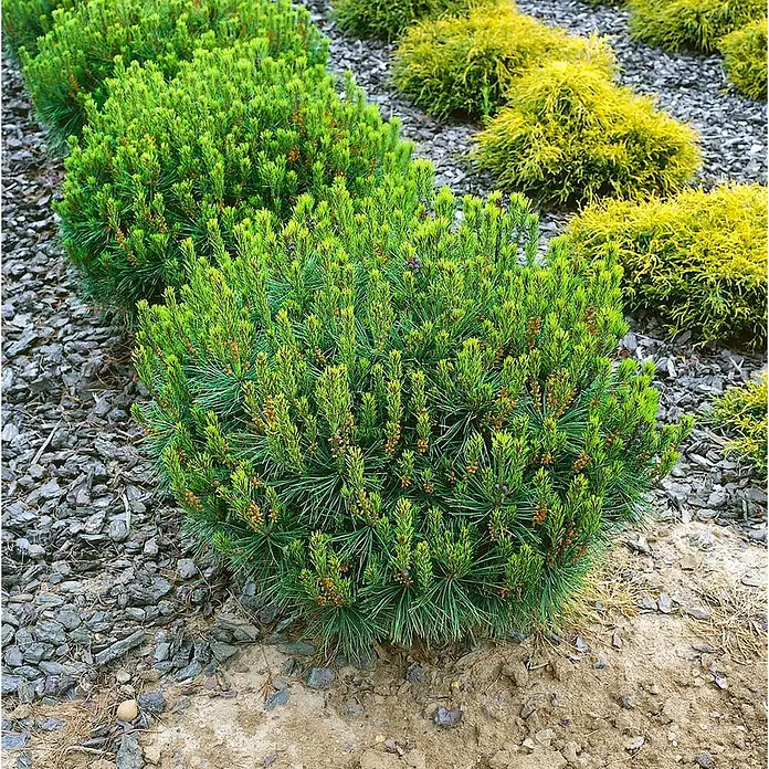 Pflanzen für dich Schwarzkiefer Japanische Rotkiefer - Pinus densiflora 'Oculus-draconis', Aktuelle Wuchshöhe: 80 cm - 100 cm - Kompakte grüne und gelbe Zwergkoniferen gedeihen in einem gemulchten Gartenbeet.