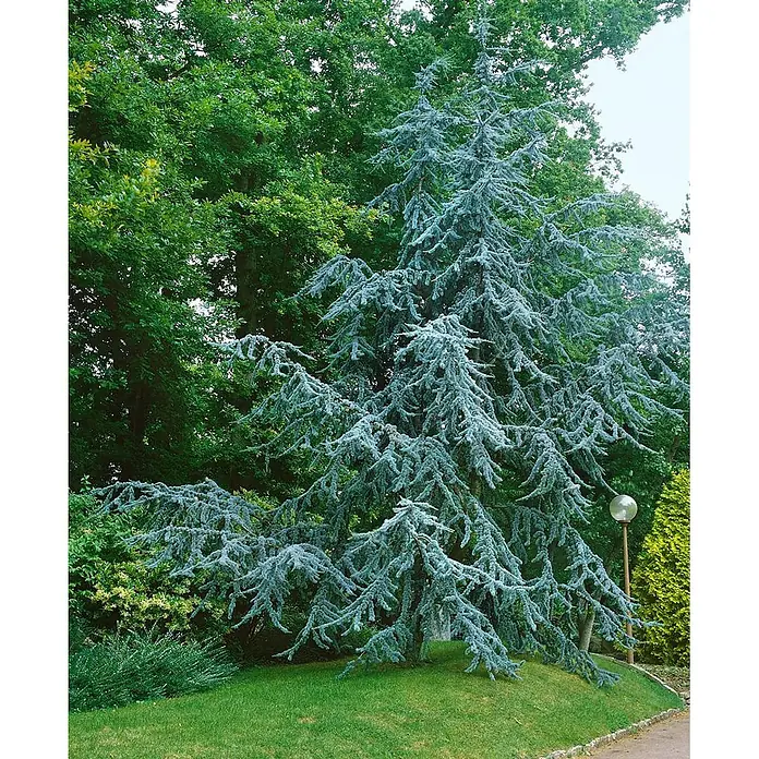 Pflanzen für dich Schwarzkiefer 60-80 cm - Cedrus atlantica 'Glauca', Aktuelle Wuchshöhe: 60 cm - 80 cm - Markante blaue Atlaszeder mit anmutig herabhängenden Ästen in einem üppigen Garten.