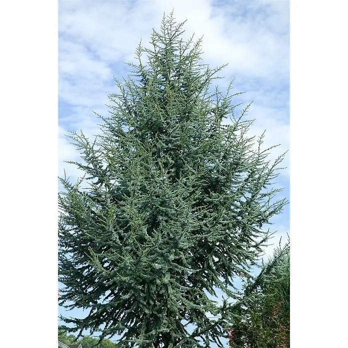 Pflanzen für dich Schwarzkiefer 60-80 cm - Cedrus atlantica 'Glauca', Aktuelle Wuchshöhe: 60 cm - 80 cm - Hoher blaugrüner Nadelbaum mit dichtem Laub vor bewölktem Himmel.