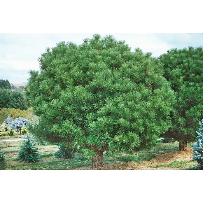 Pflanzen für dich Schwarzkiefer Japanische Rotkiefer - Pinus densiflora 'Oculus-draconis', Aktuelle Wuchshöhe: 80 cm - 100 cm - Ein voller, runder, grüner Nadelbaum mit dichten Nadeln und dickem Stamm.