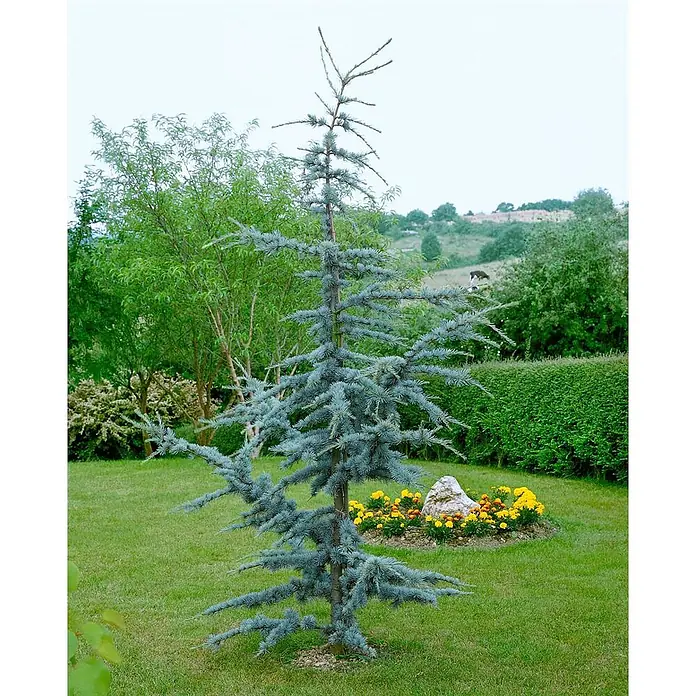 Pflanzen für dich Schwarzkiefer 60-80 cm - Cedrus atlantica 'Glauca', Aktuelle Wuchshöhe: 60 cm - 80 cm - Ein junger blauer Atlaszederbaum mit silbrig-blauen Nadeln steht in einem Garten mit Blumen.