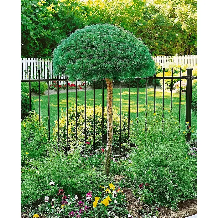 Pflanzen für dich Schwarzkiefer Japanische Rotkiefer - Pinus densiflora 'Oculus-draconis', Aktuelle Wuchshöhe: 80 cm - 100 cm - Kleiner, geformter Kiefernbaum mit runder Krone, in einem Blumenbeet im Garten hinter einem schwarzen Zaun gepflanzt.