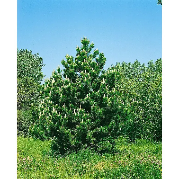 Pflanzen für dich Schwarzkiefer 25-30 cm - Pinus nigra 'Compacta', Aktuelle Wuchshöhe: 25 cm - 30 cm - Ein leuchtend grüner Kiefernbaum mit vielen hellen neuen Trieben steht auf einer grünen Wiese unter blauem Himmel, umgeben von anderen Bäumen.