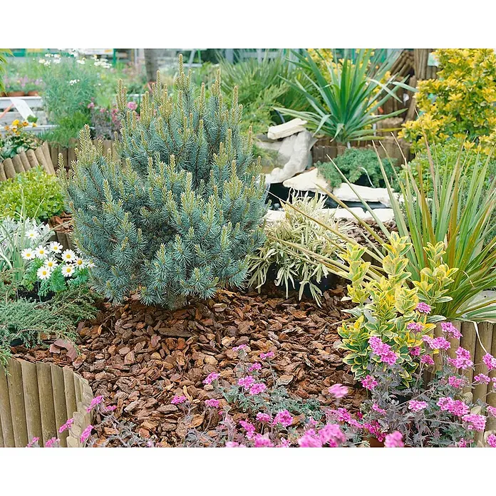 Pflanzen für dich Schwarzkiefer 20-25 cm - Pinus sylvestris 'Chantry Blue', Aktuelle Wuchshöhe: 20 cm - 25 cm - Ein lebendiges Gartenbeet mit blauer Konifere, rosa Blüten, Gänseblümchen und Rindenmulch um ein kleines Wasserspiel.