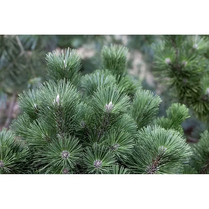 Pflanzen für dich Schwarzkiefer 25-30 cm - Pinus nigra 'Select', Aktuelle Wuchshöhe: 25 cm - 30 cm - Nahaufnahme von leuchtend grünen Kiefernzweigen mit langen Nadeln und hellen, deutlichen Knospen.