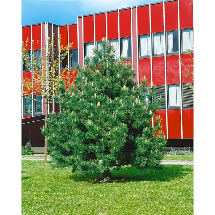 Pflanzen für dich Schwarzkiefer 25-30 cm - Pinus nigra 'Compacta', Aktuelle Wuchshöhe: 25 cm - 30 cm - Eine lebhaft grüne Kiefer mit kleinen Zapfen steht auf einer Grasfläche vor einem modernen roten Gebäude.