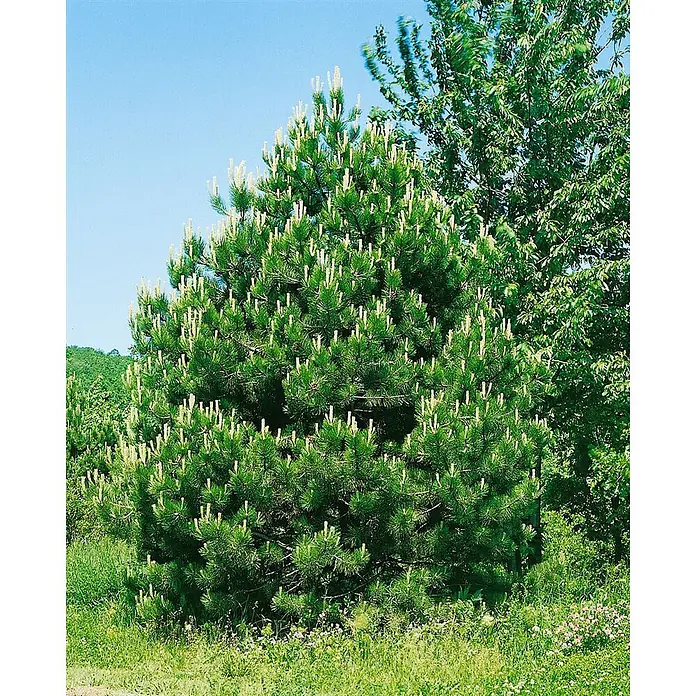 Pflanzen für dich Schwarzkiefer 25-30 cm - Pinus nigra 'Compacta', Aktuelle Wuchshöhe: 25 cm - 30 cm - Üppiger grüner Kiefernbaum mit vielen hellen neuen Trieben, den „Kerzen“, die zum klaren Himmel ragen.