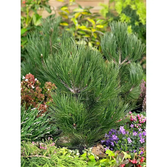 Pflanzen für dich Schwarzkiefer 25-30 cm - Pinus heldreichii 'Den Ouden', Aktuelle Wuchshöhe: 25 cm - 30 cm - Eine lebhaft grüne Zwergkiefer mit langen Nadeln, umgeben von bunten Gartenpflanzen und Blumen.