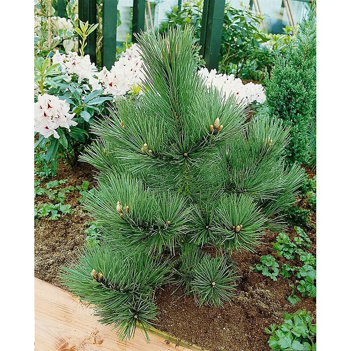 Pflanzen für dich Schwarzkiefer 30-40 cm - Pinus nigra 'Kleiner Turm', Aktuelle Wuchshöhe: 30 cm - 40 cm - Kleiner, buschiger Kiefernstrauch mit dichten grünen Nadeln und hellbraunen Knospen, gepflanzt in einem Beet mit weißen Rhododendren.