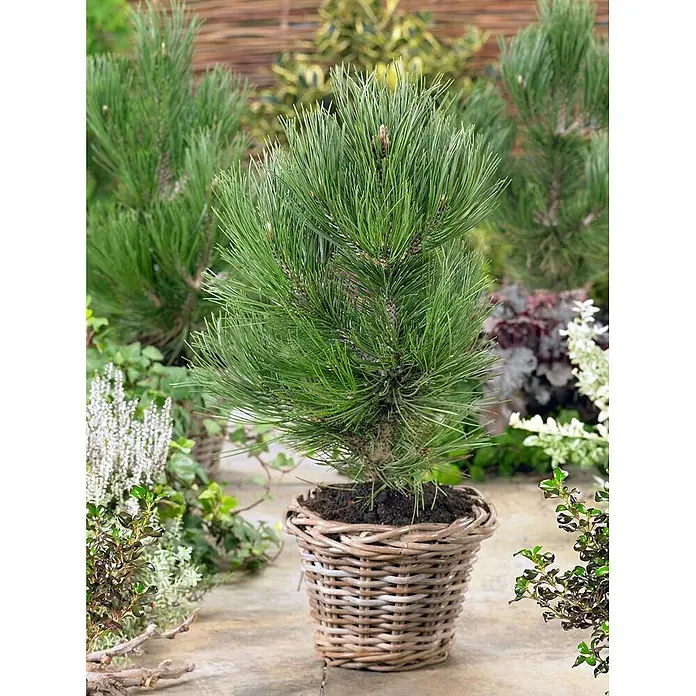 Pflanzen für dich Schwarzkiefer 25-30 cm - Pinus heldreichii 'Den Ouden', Aktuelle Wuchshöhe: 25 cm - 30 cm - Kleiner Pinienbaum im Naturweidekorb, umgeben von anderen Gartenpflanzen.