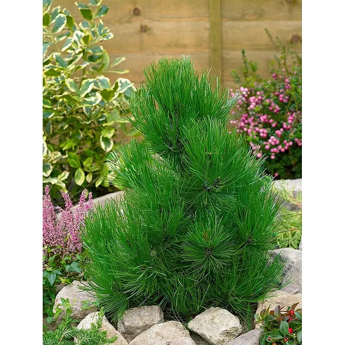Pflanzen für dich Schwarzkiefer 20-25 cm - Pinus heldreichii 'Helmers Japan', Aktuelle Wuchshöhe: 20 cm - 25 cm - Eine leuchtend grüne Zwergkiefer, dicht und konisch, in einem Steingarten mit anderen Pflanzen und hellen Steinen gepflanzt.
