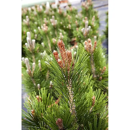Pflanzen für dich  Schwarzkiefer 25-30 cm