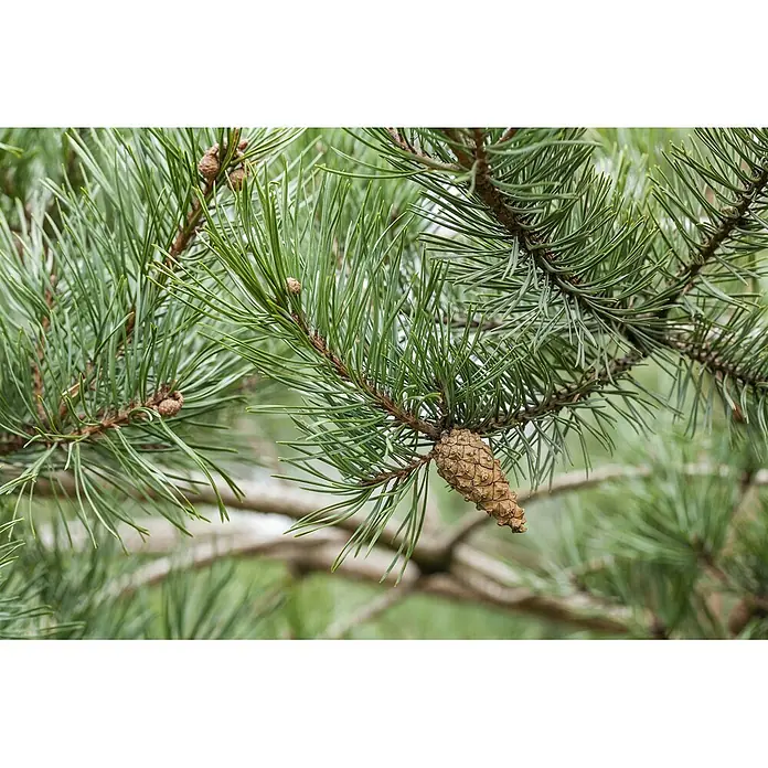 Pflanzen für dich Schwarzkiefer 40-60 cm - Pinus sylvestris, Aktuelle Wuchshöhe: 40 cm - 60 cm - Nahaufnahme grüner Kiefernzweige mit mehreren braunen Kiefernzapfen.