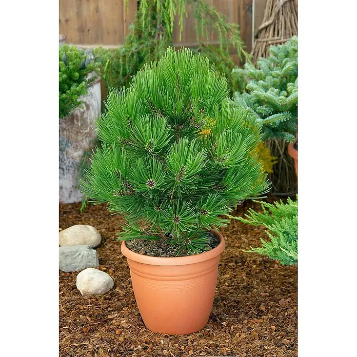 Pflanzen für dich Schwarzkiefer 20-25 cm - Pinus heldreichii 'Little Dracula', Aktuelle Wuchshöhe: 20 cm - 25 cm - Kleiner, leuchtend grüner Zwergkiefer in Terrakotta-Topf, umgeben von Mulch und anderen Pflanzen, ideal für Terrassen oder Gärten.
